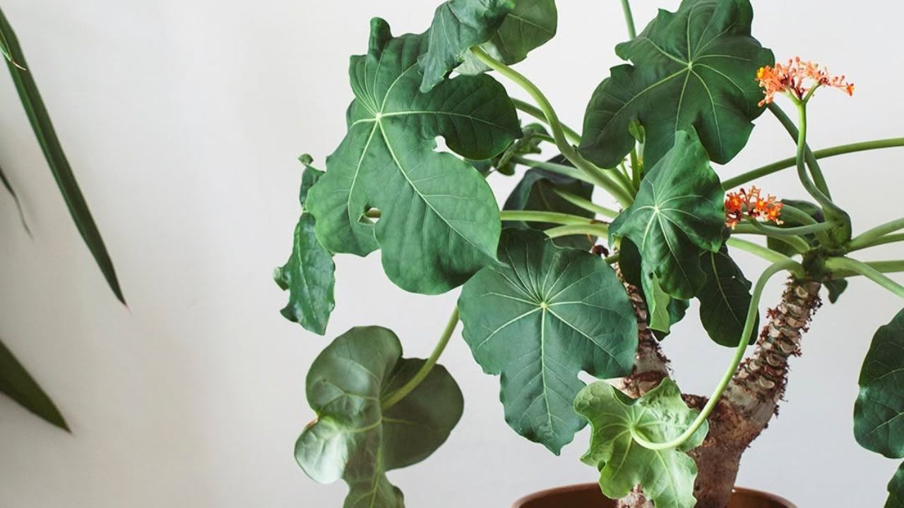 Essa planta cresce como garrafa, floresce como coral e ainda dura dois anos depois de seca