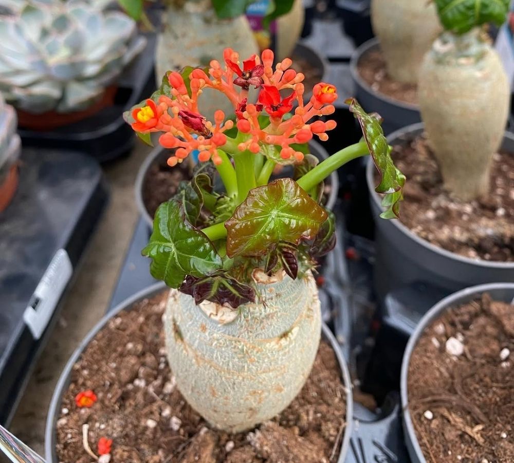 Essa planta cresce como garrafa, floresce como coral e ainda dura dois anos depois de seca