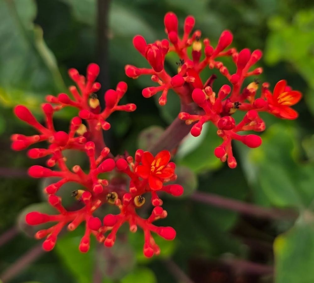 Essa planta cresce como garrafa, floresce como coral e ainda dura dois anos depois de seca