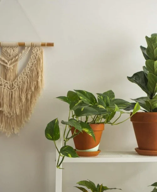 Costela-de-adão lidera a lista de plantas grandes que dão outro ar à sala e pedem pouca manutenção