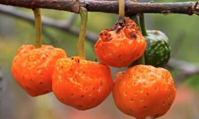 Cientistas encontram numa fruta chamada "chicletinho" o que faltava na dieta brasileira