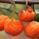 Cientistas encontram numa fruta chamada "chicletinho" o que faltava na dieta brasileira