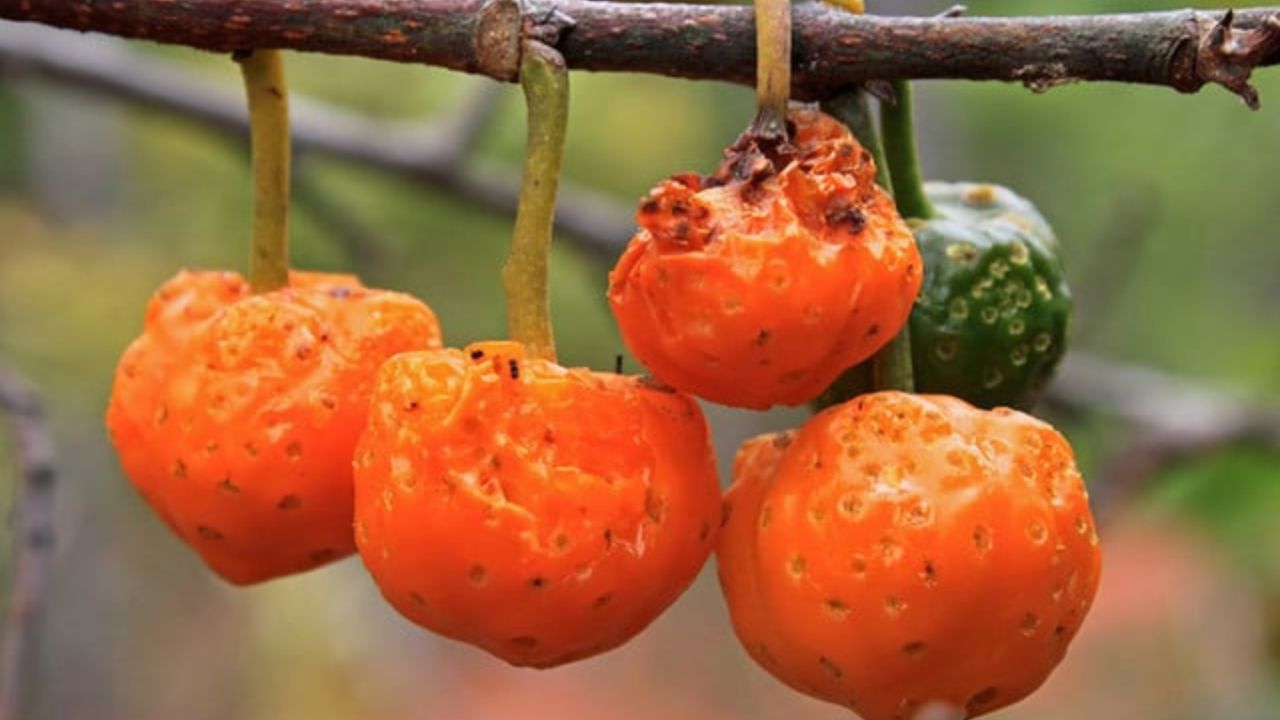 Cientistas encontram numa fruta chamada "chicletinho" o que faltava na dieta brasileira