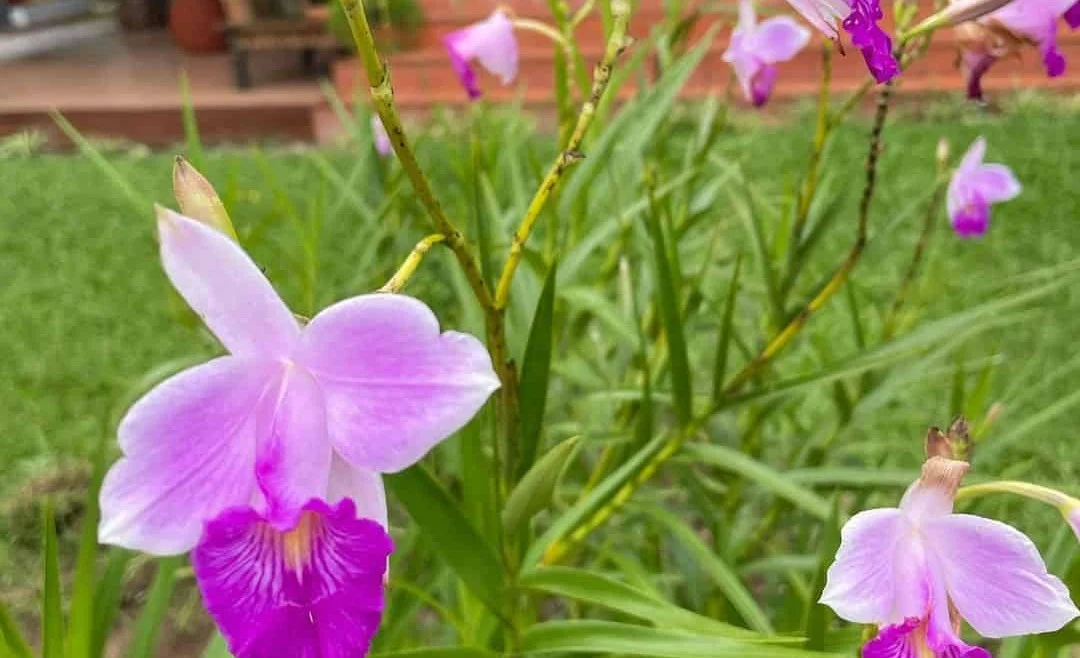 A orquídea que finge ser bambu e floresce o ano inteiro