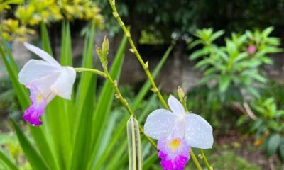 A orquídea que finge ser bambu e floresce o ano inteiro