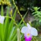 A orquídea que finge ser bambu e floresce o ano inteiro