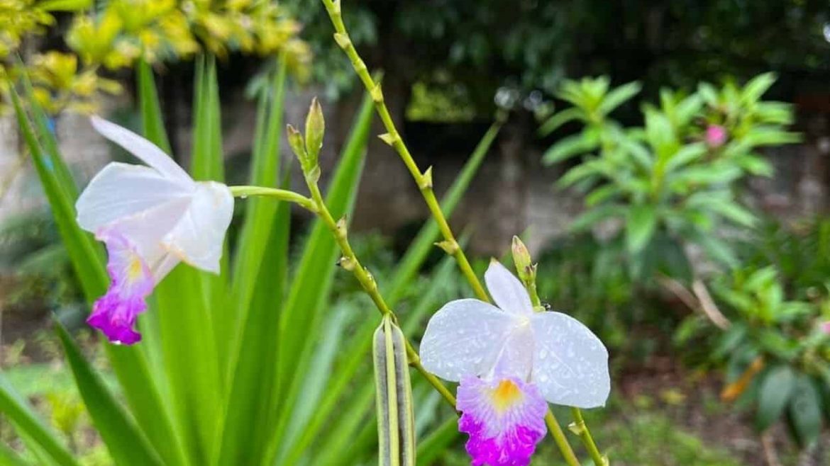 A orquídea que finge ser bambu e floresce o ano inteiro