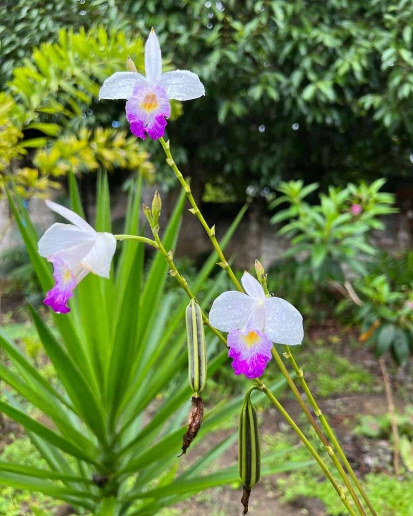 A orquídea que finge ser bambu e floresce o ano inteiro