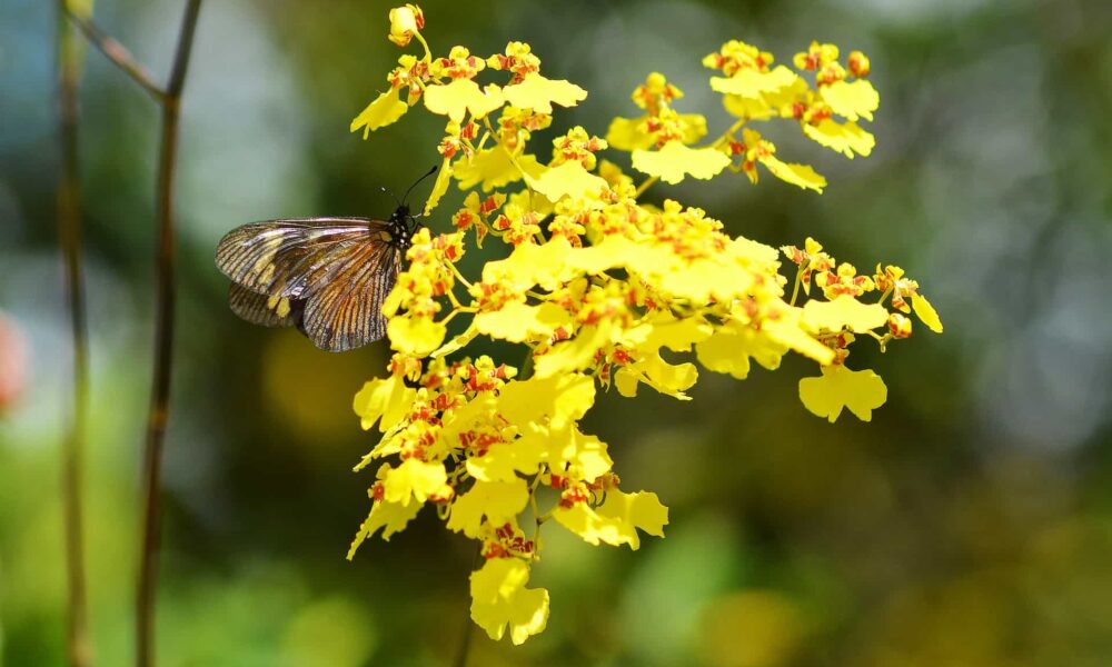 Orquídeas do mato: conheça 5 espécies nativas do Brasil e veja como cultivar cada uma em casa