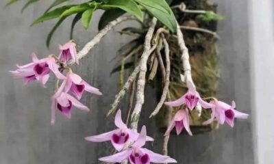 A orquídea que se recusa a viver na terra — e floresce mais por isso