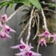 A orquídea que se recusa a viver na terra — e floresce mais por isso