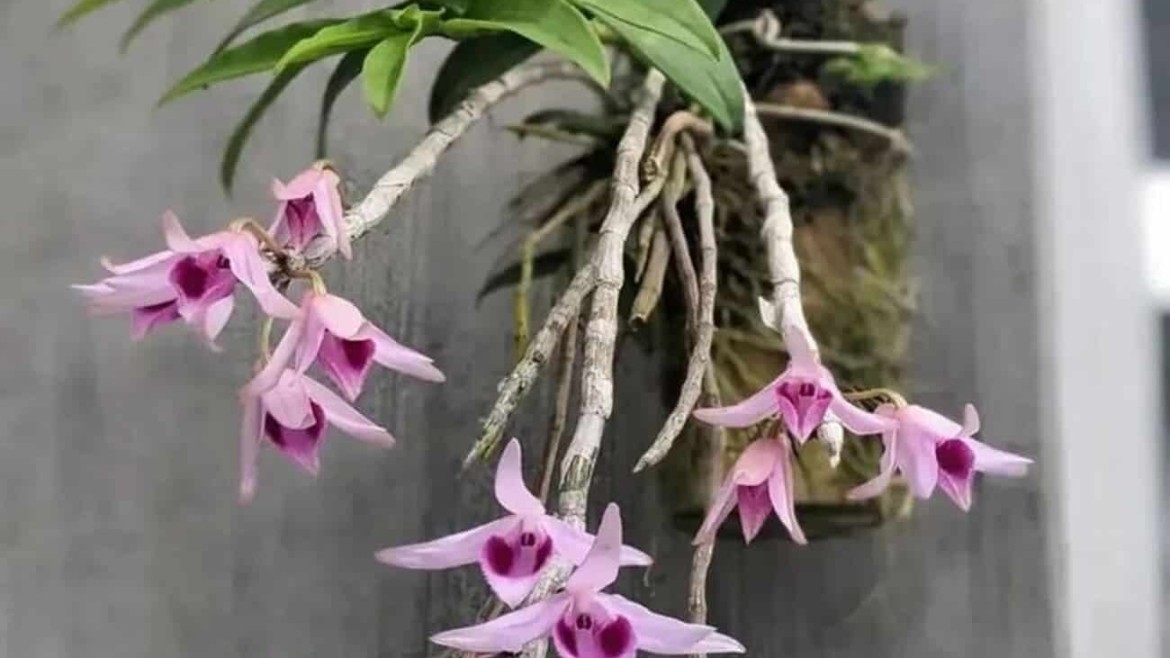 A orquídea que se recusa a viver na terra — e floresce mais por isso