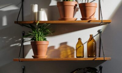 Costela-de-adão lidera a lista de plantas grandes que dão outro ar à sala e pedem pouca manutenção