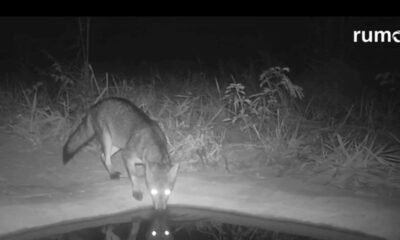 Rumo instala bebedouros para apoiar fauna em área de restauração do Cerrado