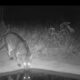 Rumo instala bebedouros para apoiar fauna em área de restauração do Cerrado