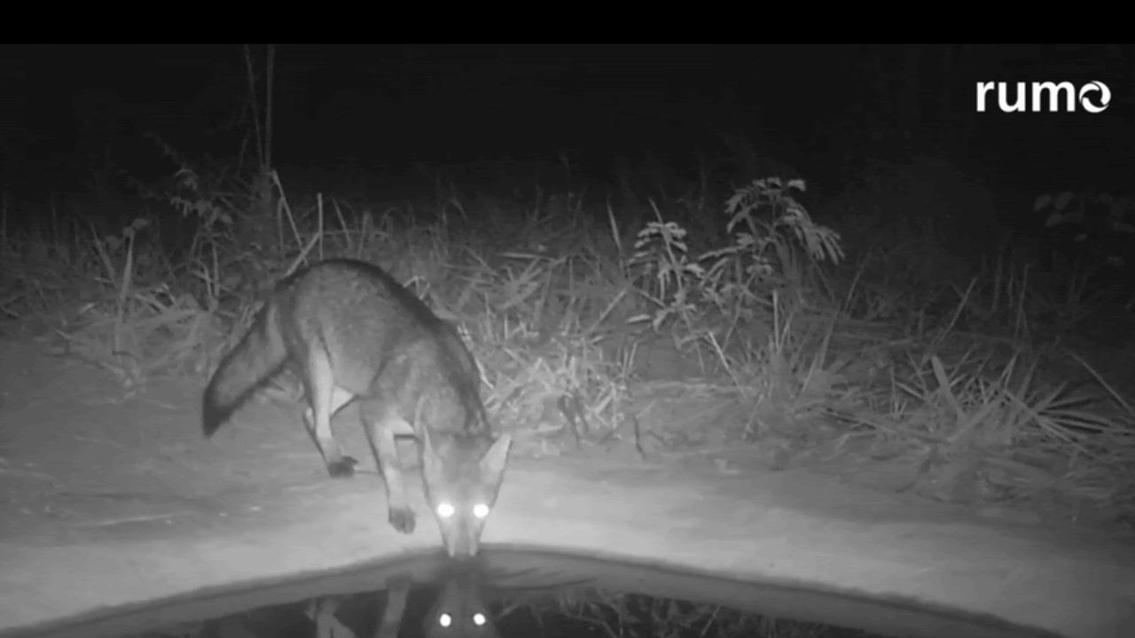 Rumo instala bebedouros para apoiar fauna em área de restauração do Cerrado