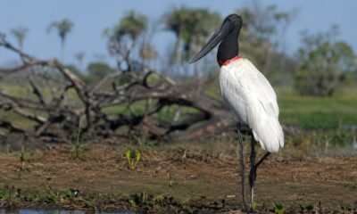 Por que os tuiuiús nunca trocam de endereço no Pantanal, mesmo depois do fogo