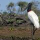 Por que os tuiuiús nunca trocam de endereço no Pantanal, mesmo depois do fogo