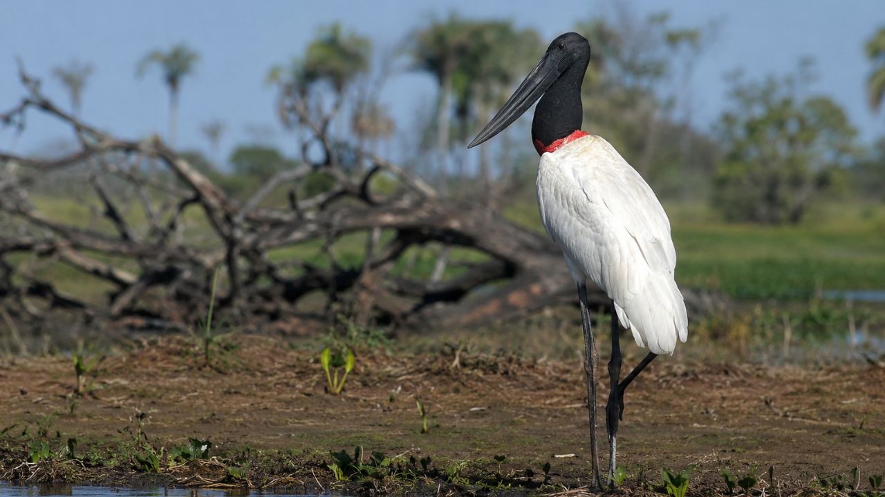 Por que os tuiuiús nunca trocam de endereço no Pantanal, mesmo depois do fogo