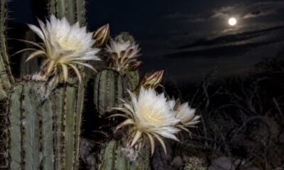 Xique-xique abre suas flores apenas à noite e aposta em mariposas raras para não desaparecer da Caatinga