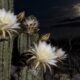 Xique-xique abre suas flores apenas à noite e aposta em mariposas raras para não desaparecer da Caatinga