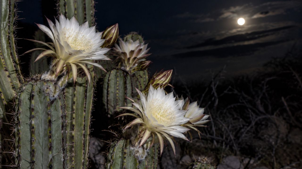 Xique-xique abre suas flores apenas à noite e aposta em mariposas raras para não desaparecer da Caatinga