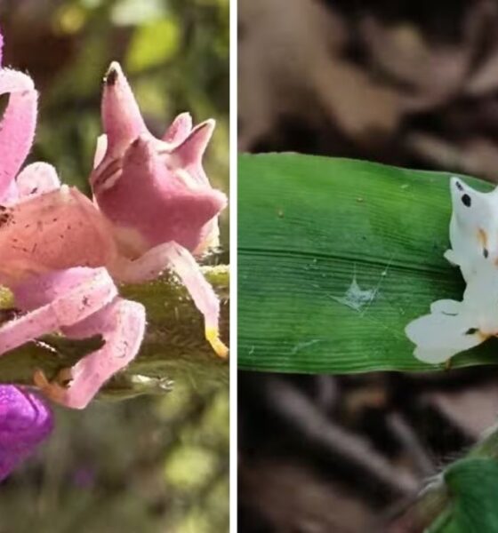 Aranha do interior de SP engana polinizadores sem precisar de flores; estudo revela o truque visual por trás da caça