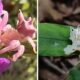 Aranha do interior de SP engana polinizadores sem precisar de flores; estudo revela o truque visual por trás da caça