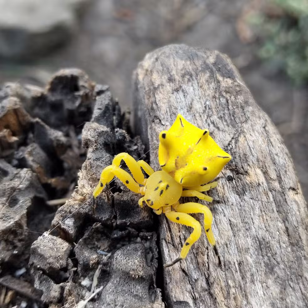 Aranha do interior de SP engana polinizadores sem precisar de flores; estudo revela o truque visual por trás da caça