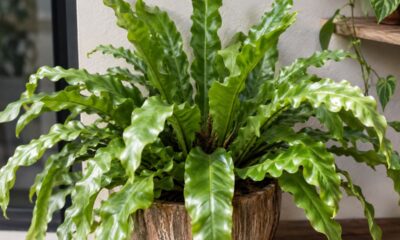 Por que a asplenium crissie forma um ninho verde no centro das folhas? entenda a origem exótica e como cultivar em casa