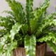 Por que a asplenium crissie forma um ninho verde no centro das folhas? entenda a origem exótica e como cultivar em casa