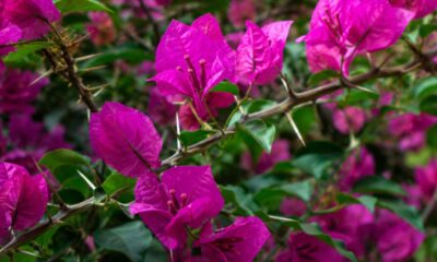 Buganvília e outras flores raras escondem espinhos afiados sob pétalas vibrantes: entenda a defesa natural e veja como cultivar em casa