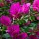 Buganvília e outras flores raras escondem espinhos afiados sob pétalas vibrantes: entenda a defesa natural e veja como cultivar em casa