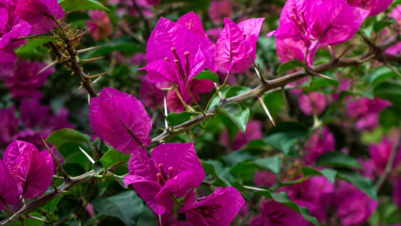 Buganvília e outras flores raras escondem espinhos afiados sob pétalas vibrantes: entenda a defesa natural e veja como cultivar em casa