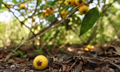 Fruto silvestre do cerrado avisa quando está pronto para comer: veja por que a guabiroba cai no chão ao amadurecer