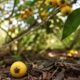 Fruto silvestre do cerrado avisa quando está pronto para comer: veja por que a guabiroba cai no chão ao amadurecer