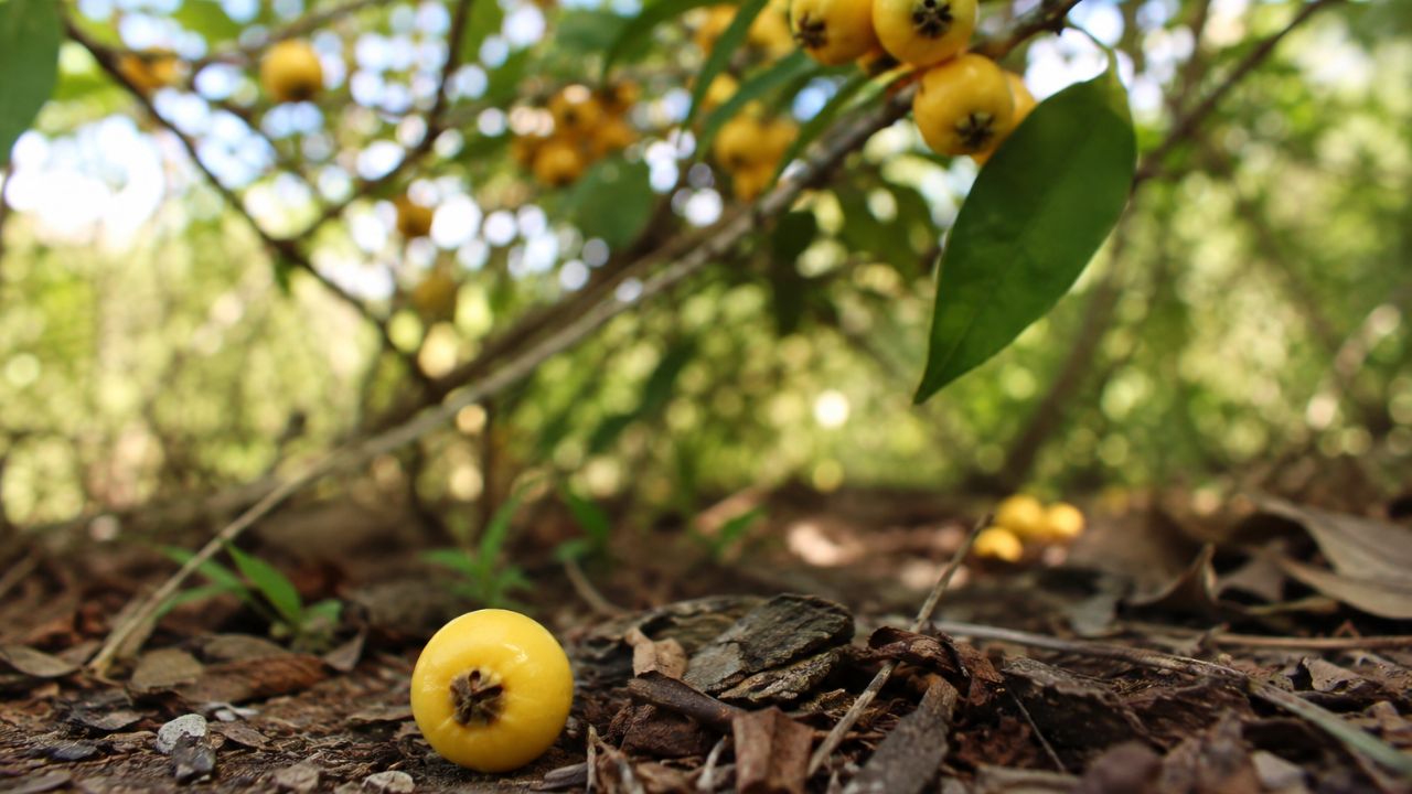 Fruto silvestre do cerrado avisa quando está pronto para comer: veja por que a guabiroba cai no chão ao amadurecer