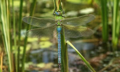 A vida secreta da libélula-imperador debaixo d'água: veja como a ninfa caça peixes antes de ganhar asas