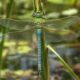 A vida secreta da libélula-imperador debaixo d'água: veja como a ninfa caça peixes antes de ganhar asas