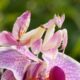 Louva-a-deus orquídea: o inseto que finge ser flor para caçar e escapar de predadores