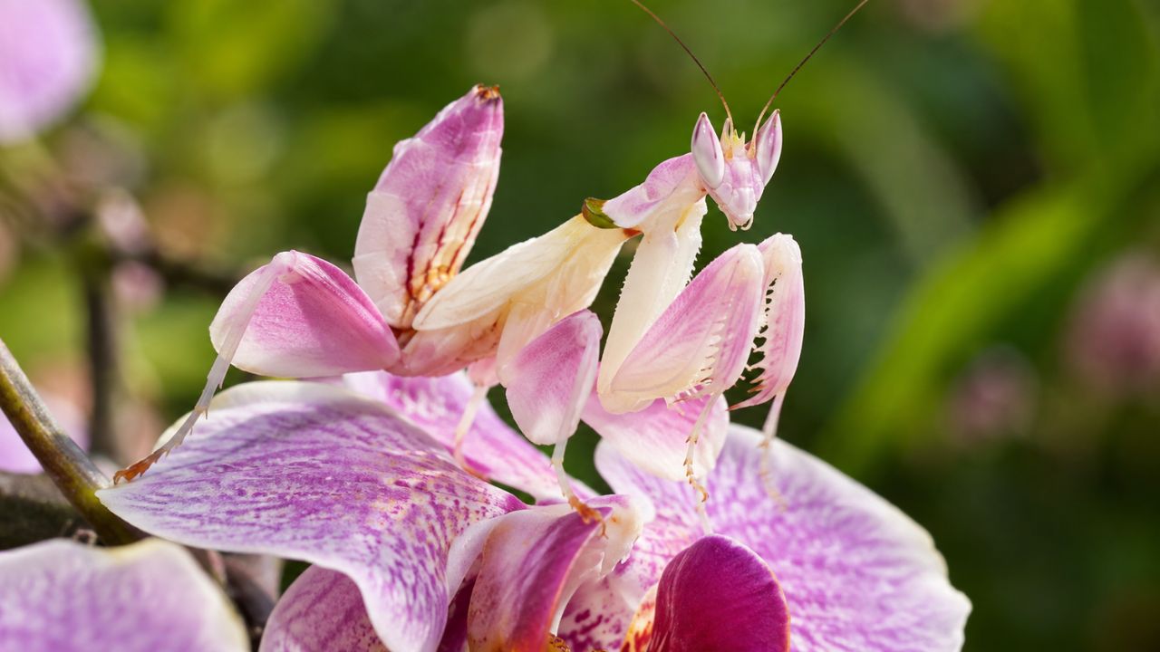 Louva-a-deus orquídea: o inseto que finge ser flor para caçar e escapar de predadores