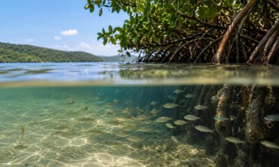 Longe da correnteza e do vento forte, baías calmas viram esconderijo perfeito para peixes recém-nascidos sobreviverem
