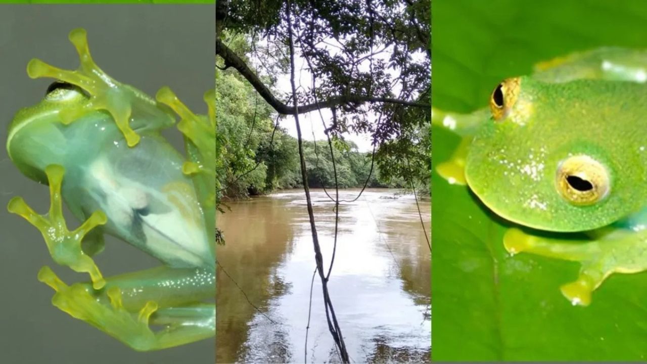 Nova rã-de-vidro é descoberta em Goiás após ficar 13 anos escondida em uma coleção: entenda o mistério