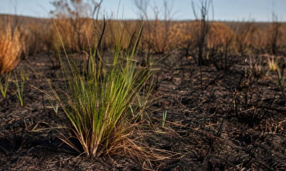 Sapé resiste ao fogo e à seca graças a uma estrutura enterrada: veja como essa planta recupera áreas queimadas
