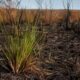 Sapé resiste ao fogo e à seca graças a uma estrutura enterrada: veja como essa planta recupera áreas queimadas