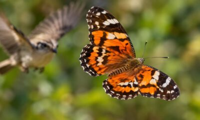 Borboleta engana predador em pleno voo: padrão nas asas cria ilusão de direção e intriga cientistas da Nature