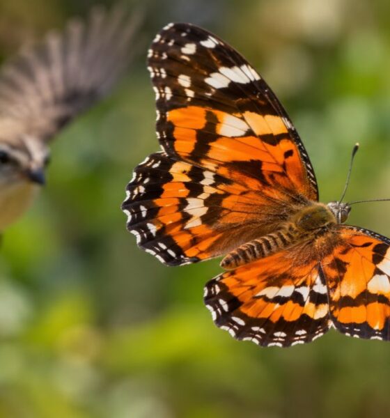 Borboleta engana predador em pleno voo: padrão nas asas cria ilusão de direção e intriga cientistas da Nature