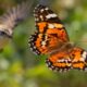 Borboleta engana predador em pleno voo: padrão nas asas cria ilusão de direção e intriga cientistas da Nature