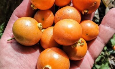 Fruta com cheiro de chocolate e outra parecida com amora gigante surpreendem moradores do Paraná; conheça as espécies