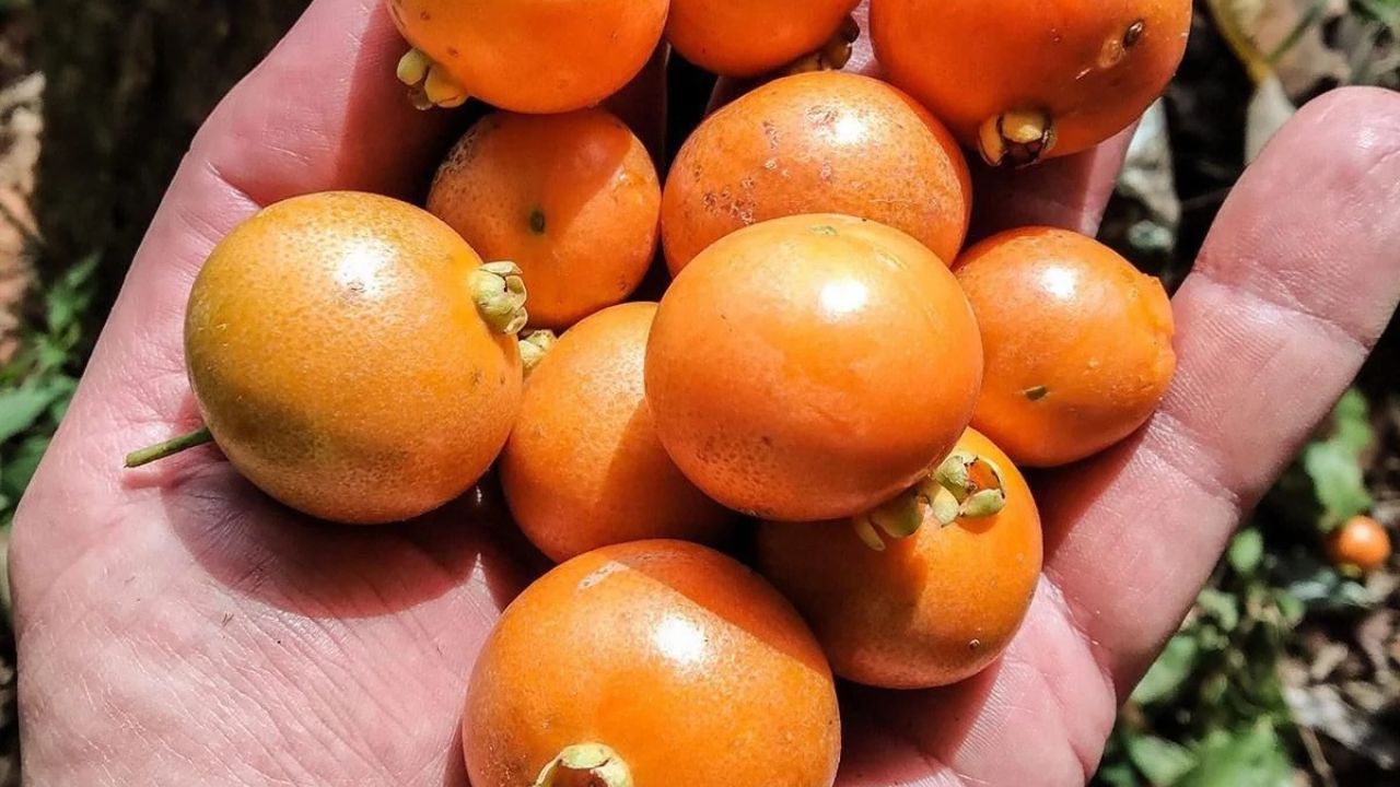 Fruta com cheiro de chocolate e outra parecida com amora gigante surpreendem moradores do Paraná; conheça as espécies